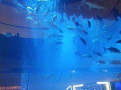 -迪拜水族馆及水下动物园