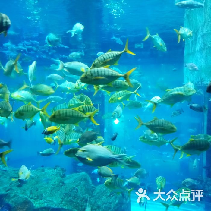 乐从天佑城海洋馆