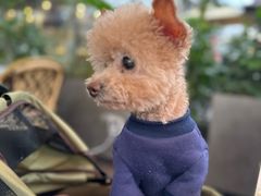 -Grande A'moo(上海万象城店)