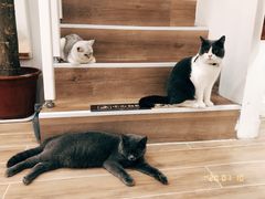 -李小姐の猫咖啡馆(五角场店)