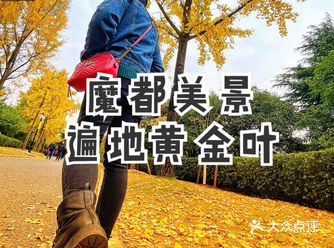 魔都美景｜遍地皆是黄金叶