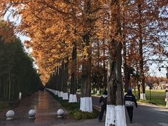 -黄海国家森林公园