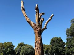 -墨尔本皇家植物园