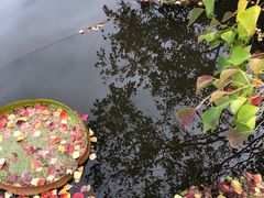 -上海滨江森林公园