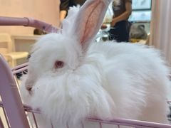 -我爱猫咪·猫咖·狗咖·安哥拉兔·羊驼咖(小寨华旗店)