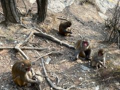 -庐山风景区花径公园