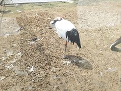 -盐城丹顶鹤湿地生态旅游区