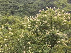 -郧西五龙河风景区