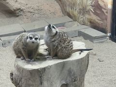 -大连圣亚海洋世界