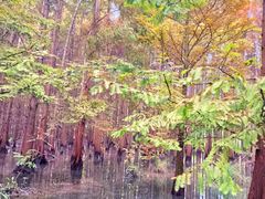 -桤木河湿地公园