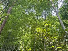 -上海佘山国家森林公园天马山园