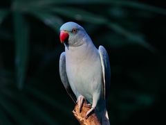 -广州长隆野生动物世界