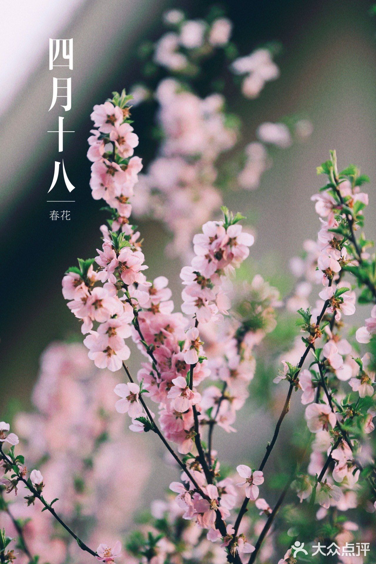 春季桃花拍照教程