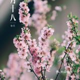 春季桃花拍照教程