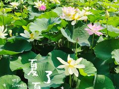 -莲花池公园