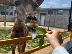 -西霞口神雕山野生动物世界