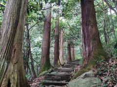 -天目山大树王景区