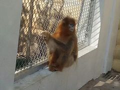 -西安秦岭野生动物园