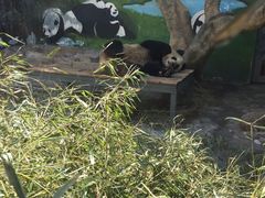 熊猫-西安秦岭野生动物园