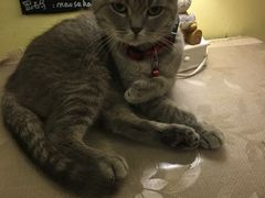 -猫色咖啡·猫咖