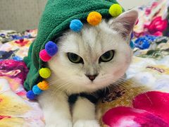 -猫十亿·布偶金渐层·曼基康矮脚猫舍(青年路店)