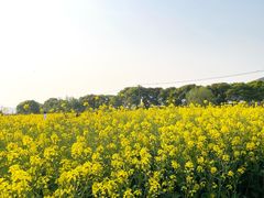 -苏州太湖西山岛开心农场