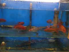 水产区-天津乾毓德饭庄·清真传统炒菜·海鲜烧烤(咸阳路店)