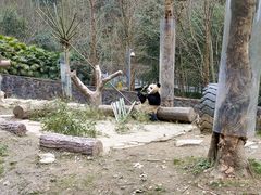 -都江堰中华大熊猫苑