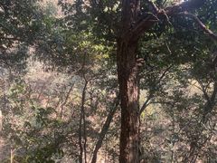 -杭州半山国家森林公园