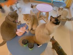 -猫在这儿猫咪咖啡馆·撸猫馆