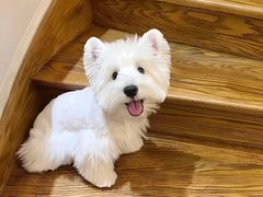 -萌宠之家·腊肠犬·马尔泰·小体犬舍