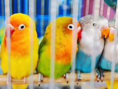 -溪岸路花鸟市场