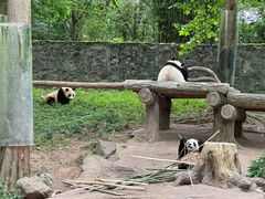 -都江堰中华大熊猫苑