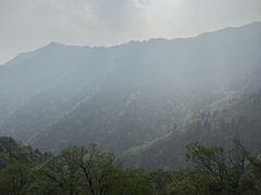 -天目山大树王景区