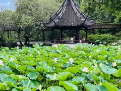 -上海醉白池公园