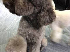 -爱宠屋pet shop·宠物洗澡·宠物美容