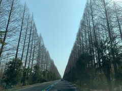 -黄海国家森林公园