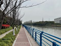 -高东镇樱花园