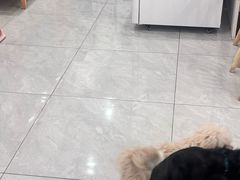 -柴犬小屋·柴餐厅·狗咖食堂(金鼎广场店)