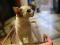 -猫色咖啡·猫咖