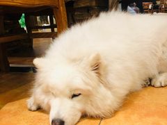 -more than meow吴止猫主题餐厅(承德 中船汇店)