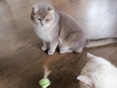 -东方名猫馆·英短金渐层布偶猫舍(环线广场1号楼店)