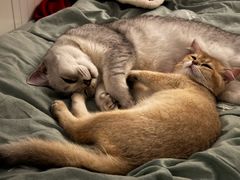 -momokira米努特·德文卷毛猫·棉花面纱犬