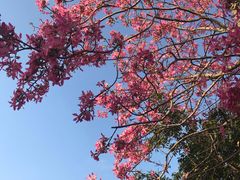 -广东花都香草世界旅游度假区