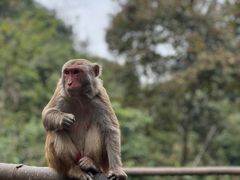 -西双版纳原始森林公园