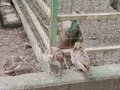 -瑞丽独树成林风景区