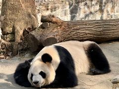 -都江堰中华大熊猫苑