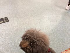 -美联众合爱康动物医院•复杂内科•肿瘤科•牙科•腔镜诊疗中心