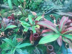 -国家植物园南园