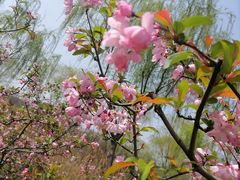 -顾村公园